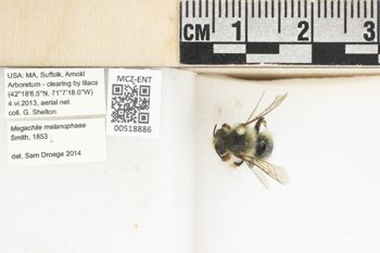 Media type: image;   Entomology 518886 Aspect: labels